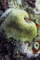 SMM012 Stephanocoenia intersepta.jpg