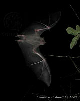 ELC0092 Artibeus jamaicensis.jpg