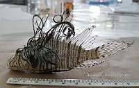 HE009 P 1553 Pez León Asiático.JPG
