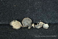 LH002 Hong 0030 Hohenbuehelia nigra.jpg