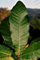 MDLLPG0124 Quercus elliptica.jpg