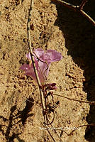 ME010 KV 00462 Fridericia mollissima (Kunth) L.G. Lohmann, 2014_.JPG