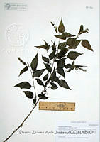 DZAJ133 Acalypha papillosa.JPG