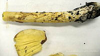 RGO0067 Amanita calyptroderma.JPG