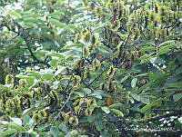 OTVHK040-800 Piscidia grandifolia.TIF