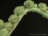 PTL0716 Heliotropium curassavicum.jpg