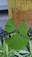 ZG012 0012 Pachyrhizus erosus.jpg
