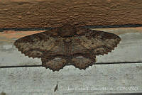 JCGM03051 Zale sp..jpg