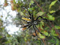 OAL02 Neoscona oaxacensis.jpg