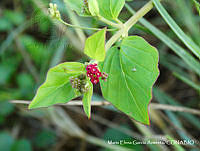 MEGA 0389 Boerhavia coccinea.JPG