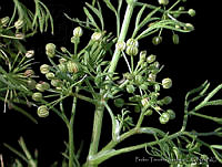 PTL0111 Apium leptophyllum.jpg