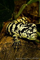 MDL0002 Abronia deppii.jpg