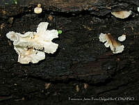 FJPD001 Agaricomycetes.jpg