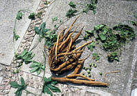 EHX0086 Ipomoea batatas.JPG