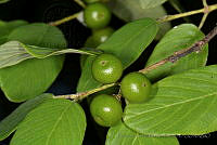 FJRS0204 Rhamnus humboldtiana.jpg