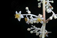 ME010 JA 00645 Saurauia.JPG