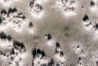 ARS00195 Dactylopius coccus.jpg