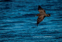 IDG Nat 0061 Larus sp.jpg