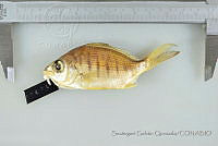 SGQ1256 Gerres simillimus.jpg