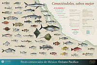 Cartel peces Pacifico_final.jpg