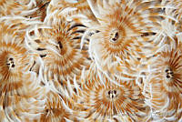 CCK0386 Sabellastarte magnifica.jpg