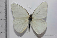 VJAP023 Glutophrissa drusilla ssp. tenuis.jpg