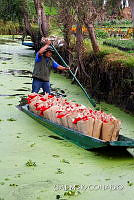 3R 01457 Euphorbia pulcherrima.jpg