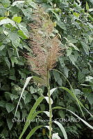 Zongo 3424 Arundo donax.jpg