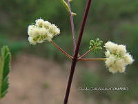 OTVBK029 0020 Acaciella angustissima.jpg