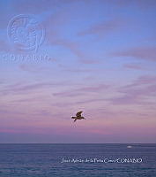 JAPC 0007 Larus livens.jpg