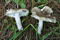 AKL0045 Russula amoenolens.jpg