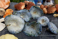 IMDOC Hong 0046 Lactarius indigo.jpg