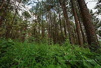 IDG1774 Bosque de coníferas.jpg