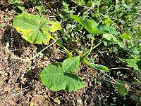 SG019 0120 Xanthosoma.jpg