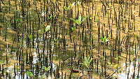 UM002 S0010 Avicennia germinans.jpg
