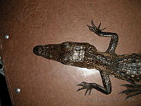 JDL0365 Crocodylus moreletii.jpg