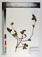 JAdNV0590 Xylosma flexuosa.JPG