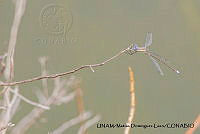PJ016 0605 Archilestes grandis.JPG