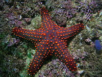 RALP0053 Pentaceraster cumingi.jpg
