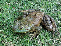 EAV 248 Lithobates catesbeianus.jpg