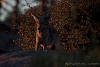 MASM00784 Canis latrans.jpg