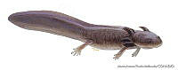 MAPM0731 Ambystoma altamirani.jpg