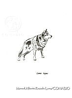 MARL0130 Canis lupus subsp. baileyi.jpg