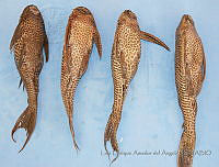 LEAdA051 Pterygoplichthys pardalis.jpg