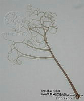 GPHA0080 Gyrothrix podosperma.jpg