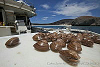 CNS1096 Megapitaria aurantiaca.jpg