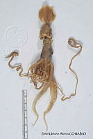 KT014 0018 Chiroteuthis calyx.JPG
