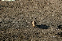 LCF0479 Cynomys mexicanus.jpg