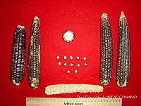 SinOPV276 Zea mays.jpg