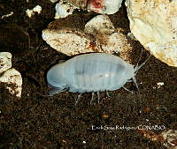 ESR 004 Creaseriella anops.jpg